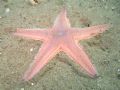 Astropecten irregularis pentacanthus